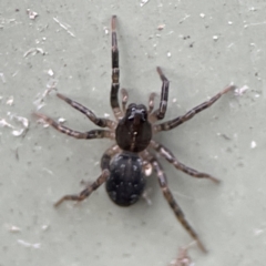 Unidentified Wolf spider (Lycosidae) at Karabar, NSW - 28 May 2023 by Hejor1