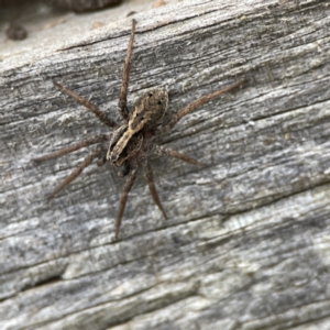 Artoriopsis sp. (genus) at Karabar, NSW - 28 May 2023