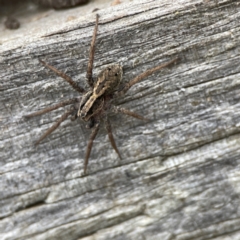 Artoriopsis sp. (genus) (Unidentified Artoriopsis wolf spider) at Karabar, NSW - 28 May 2023 by Hejor1
