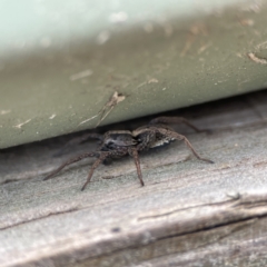 Artoriopsis sp. (genus) at Karabar, NSW - 28 May 2023