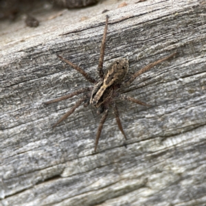 Artoriopsis sp. (genus) at Karabar, NSW - 28 May 2023