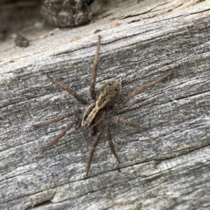 Artoriopsis sp. (genus) at Karabar, NSW - 28 May 2023