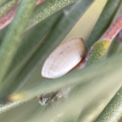Ellipsidion sp. (genus) at Karabar, NSW - 28 May 2023