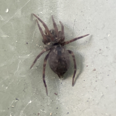 Badumna sp. (genus) (Lattice-web spider) at QPRC LGA - 28 May 2023 by Hejor1
