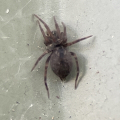 Badumna sp. (genus) (Lattice-web spider) at Karabar, NSW - 28 May 2023 by Hejor1