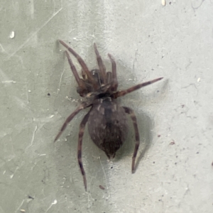 Badumna sp. (genus) at Karabar, NSW - 28 May 2023 03:08 PM