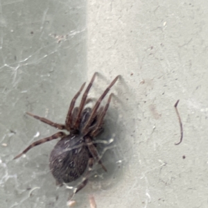 Badumna sp. (genus) at Karabar, NSW - 28 May 2023 03:08 PM