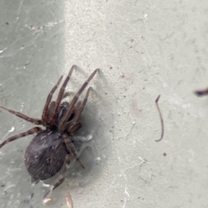 Badumna sp. (genus) at Karabar, NSW - 28 May 2023