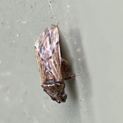 Nysius sp. (genus) (Seed bug) at Karabar, NSW - 28 May 2023 by Hejor1