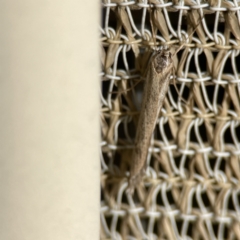 Oecophoridae (family) (Unidentified Oecophorid concealer moth) at QPRC LGA - 28 May 2023 by Hejor1