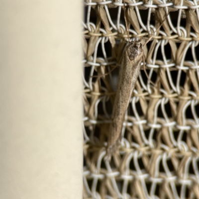 Oecophoridae (family) (Unidentified Oecophorid concealer moth) at QPRC LGA - 28 May 2023 by Hejor1