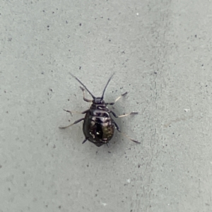 Aphididae (family) at Karabar, NSW - 28 May 2023