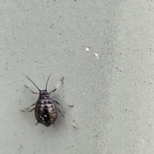 Aphididae (family) at Karabar, NSW - 28 May 2023 03:08 PM