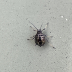 Aphididae (family) at Karabar, NSW - 28 May 2023