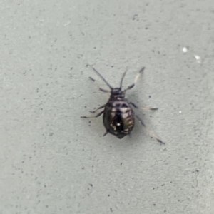 Aphididae (family) at Karabar, NSW - 28 May 2023 03:08 PM