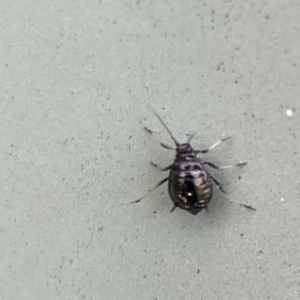 Aphididae (family) at Karabar, NSW - 28 May 2023