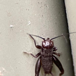 Grylloidea (superfamily) at Karabar, NSW - 28 May 2023 02:43 PM