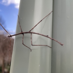 Ctenomorpha marginipennis (Margin-winged stick insect) at Karabar, NSW - 28 May 2023 by Hejor1