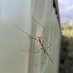 Ctenomorpha marginipennis at Karabar, NSW - 28 May 2023 02:45 PM