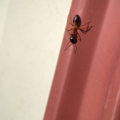 Camponotus consobrinus (Banded sugar ant) at QPRC LGA - 28 May 2023 by Hejor1