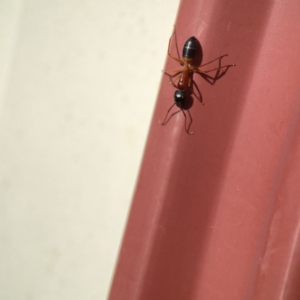 Camponotus consobrinus at Karabar, NSW - 28 May 2023