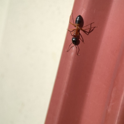 Camponotus consobrinus (Banded sugar ant) at QPRC LGA - 28 May 2023 by Hejor1