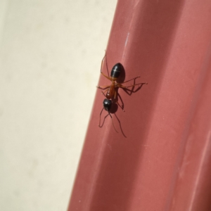 Camponotus consobrinus at Karabar, NSW - 28 May 2023
