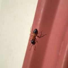 Camponotus consobrinus at Karabar, NSW - 28 May 2023