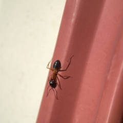 Camponotus consobrinus at Karabar, NSW - 28 May 2023