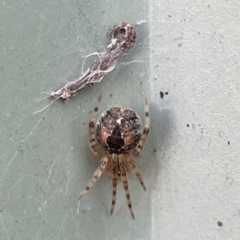 Cryptachaea veruculata (Diamondback comb-footed spider) at QPRC LGA - 28 May 2023 by Hejor1