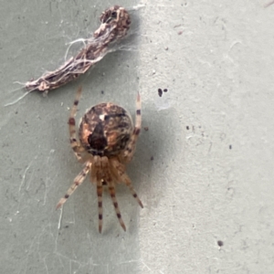 Cryptachaea veruculata at Karabar, NSW - 28 May 2023