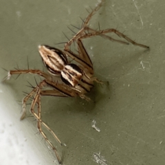 Oxyopes elegans (Elegant Lynx Spider) at QPRC LGA - 28 May 2023 by Hejor1