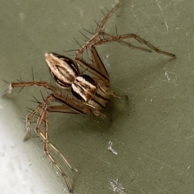 Oxyopes elegans (Elegant Lynx Spider) at QPRC LGA - 28 May 2023 by Hejor1