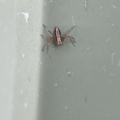 Oxyopes elegans at Karabar, NSW - 28 May 2023 03:04 PM