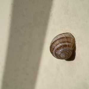 Cornu aspersum at Karabar, NSW - 28 May 2023