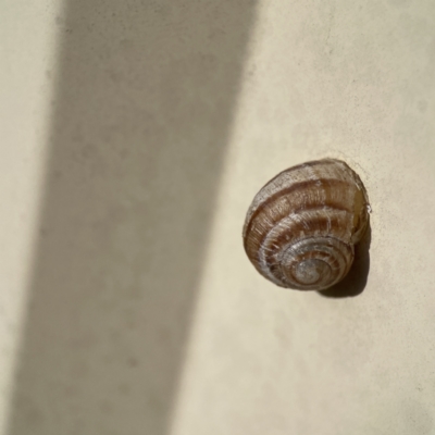 Cornu aspersum (Common Garden Snail) at QPRC LGA - 28 May 2023 by Hejor1