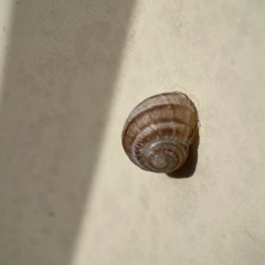 Cornu aspersum at Karabar, NSW - 28 May 2023