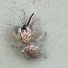 Salticidae (family) (Unidentified Jumping spider) at QPRC LGA - 28 May 2023 by Hejor1