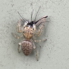 Salticidae (family) at Karabar, NSW - 28 May 2023