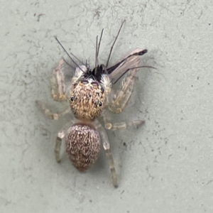 Salticidae (family) at Karabar, NSW - 28 May 2023 02:40 PM