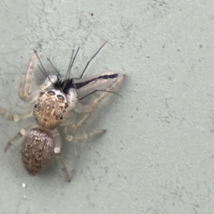 Salticidae (family) at Karabar, NSW - 28 May 2023 02:40 PM