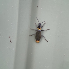 Chauliognathus lugubris (Plague Soldier Beetle) at QPRC LGA - 28 May 2023 by Hejor1