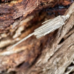 Clania ignobilis (Faggot Case Moth) at QPRC LGA - 28 May 2023 by Hejor1