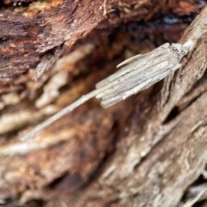 Clania ignobilis (Faggot Case Moth) at Karabar, NSW by Hejor1