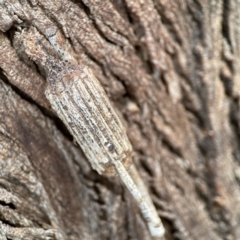 Clania ignobilis at Karabar, NSW - 28 May 2023