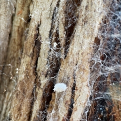 Pseudococcidae sp. (family) (A mealybug) at QPRC LGA - 28 May 2023 by Hejor1