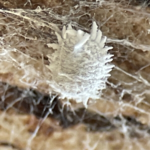 Pseudococcidae sp. (family) at Karabar, NSW - 28 May 2023