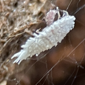 Pseudococcidae sp. (family) at Karabar, NSW - 28 May 2023