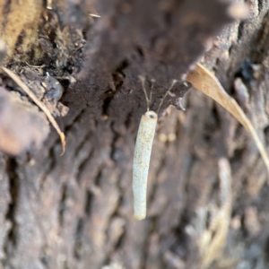 Hemibela (genus) (A Concealer moth) at Karabar, NSW by Hejor1