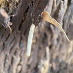 Hemibela (genus) at Karabar, NSW - 28 May 2023